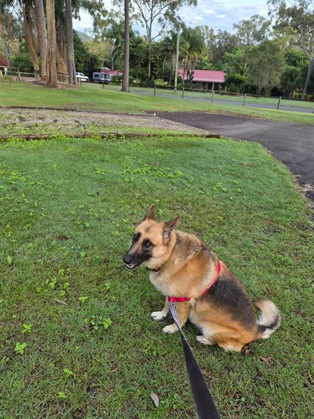 A dog sitting on a lawn