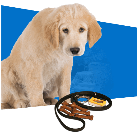 A puppy beside a lead and treats